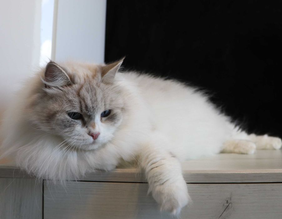 Śliczna kotka Neva Masquerade