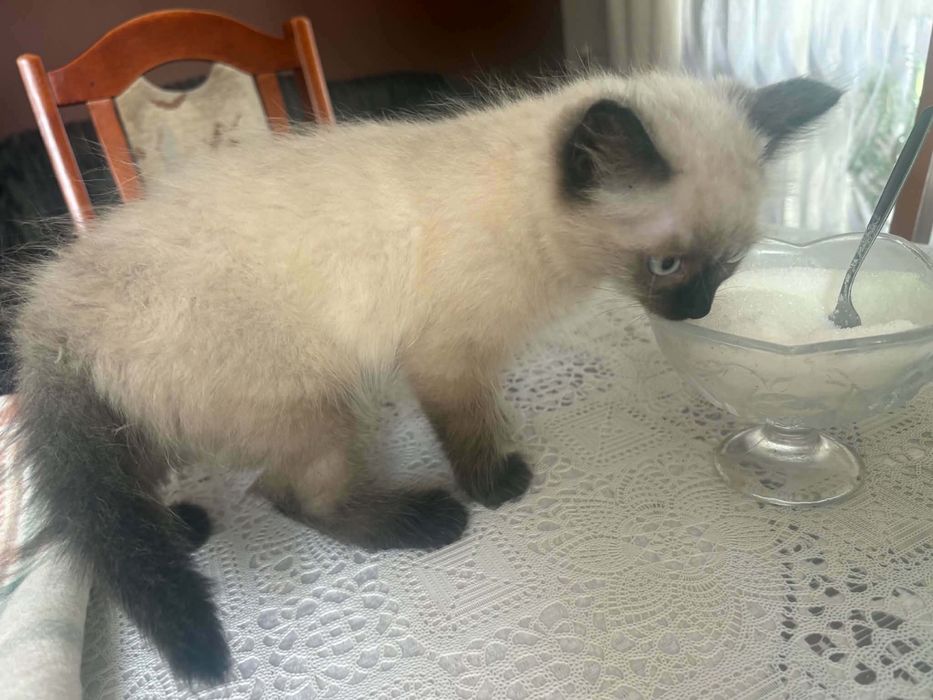 Ragdoll śliczny kocurek