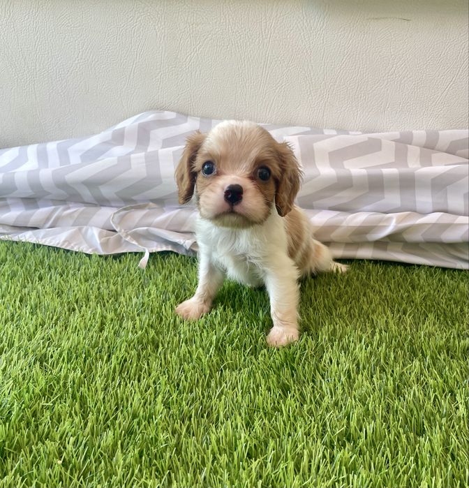 Cavalier  fantástico pode ter LOP