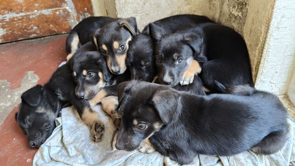 Цуценята шукають дім Собачка Щенок