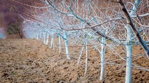 Садівник, обробка і обрізка дерев, винограду, кущів і тд.