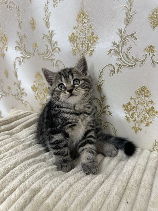 Шотландські кошенята