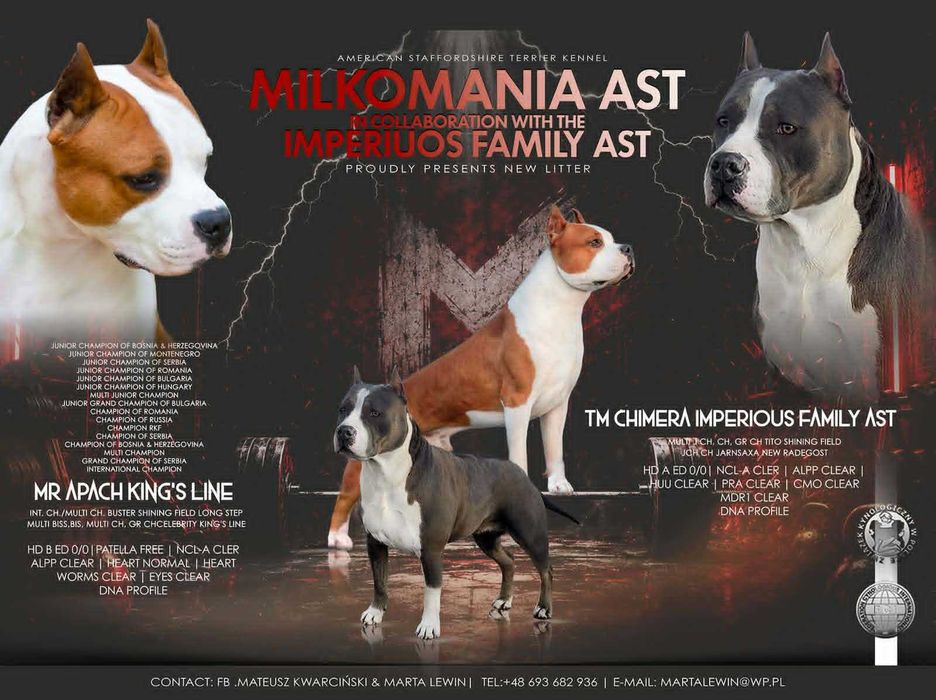 Piesek, szczeniak błekitno pręgowany ZKWP