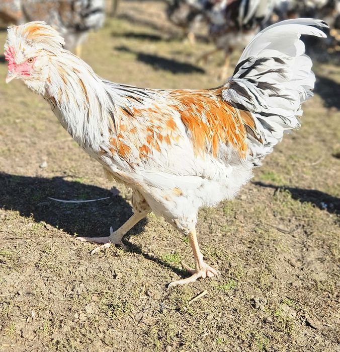 Koguty  czubatki