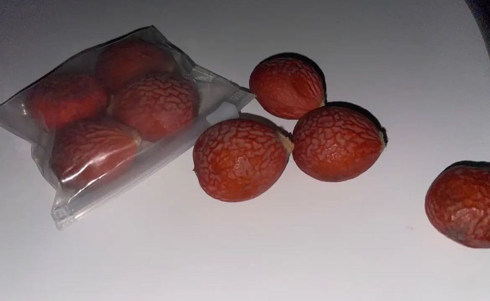 Nasiona cycas revoluta