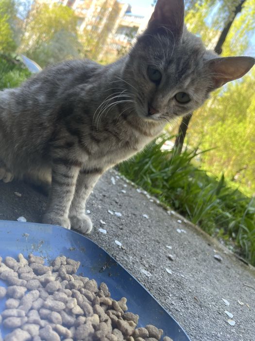 Киця шукає родину.котик.Кошеня.Котики