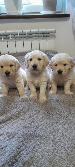 Golden  Retriver