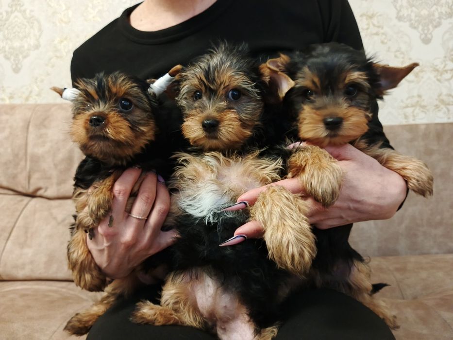 Куколки йорчки девочки