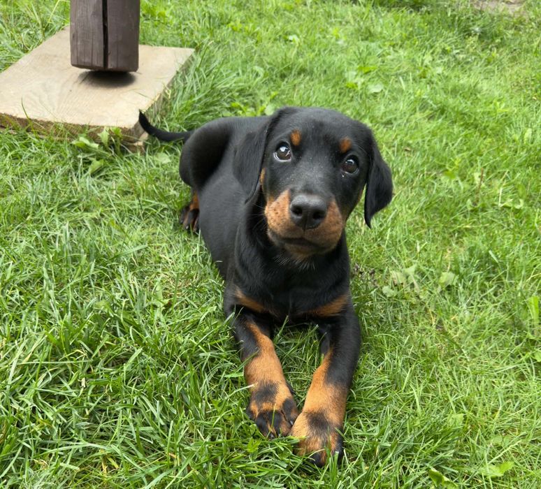 Doberman suczka z rodowodem