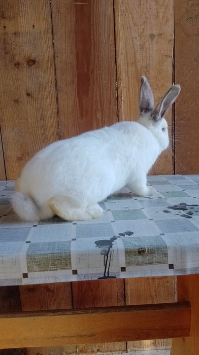 Samiec Kalifornia polecam