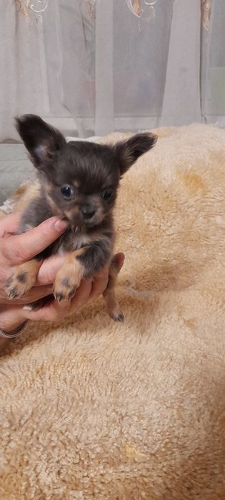 Продається крихітка хлопчик