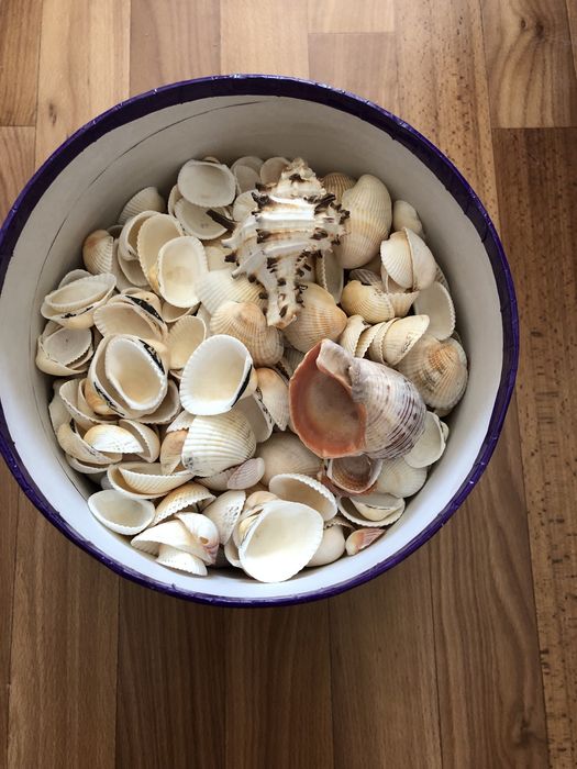 Мушлі морські підійдуть доя акваріуму