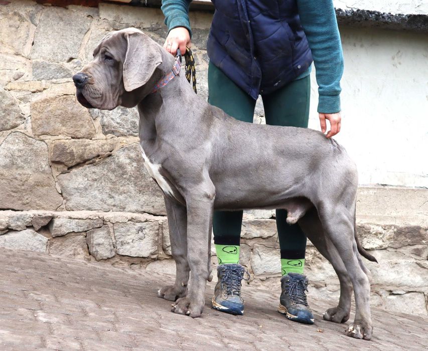 Pies na warunek hodowlany z Francji Dog Niemiecki ZKwP FCI