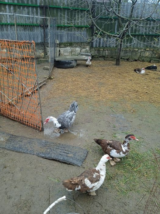 Продам семью уток:лавандовый крупный утак и  3 уточки