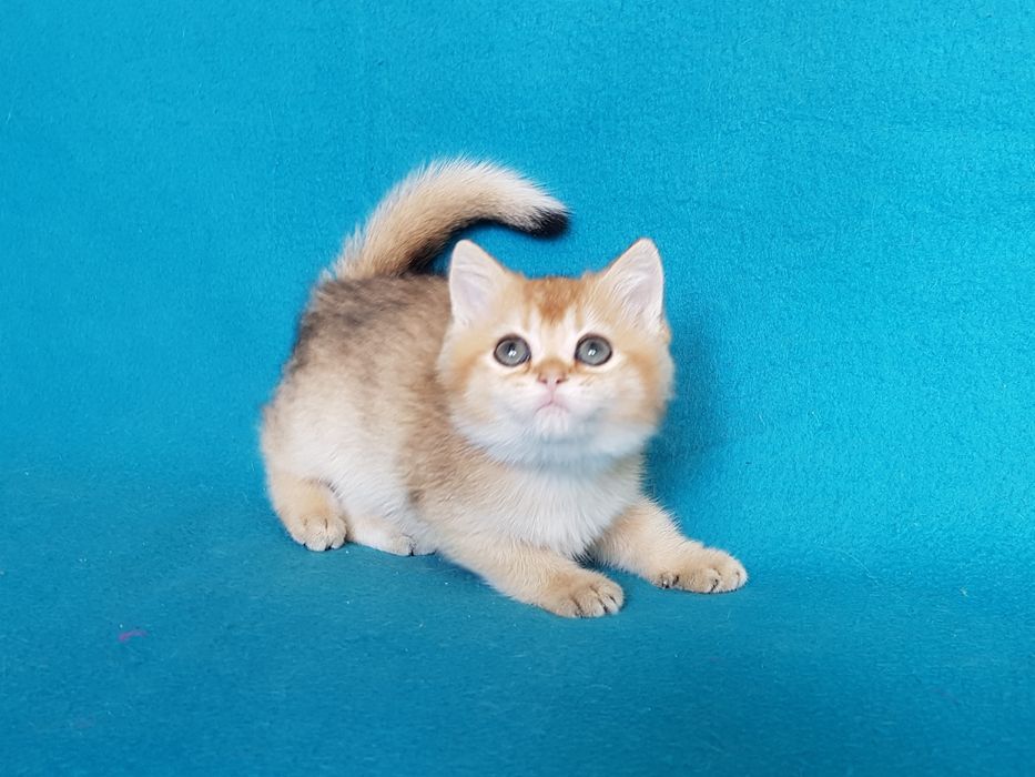 Кошеня золотої шиншилли