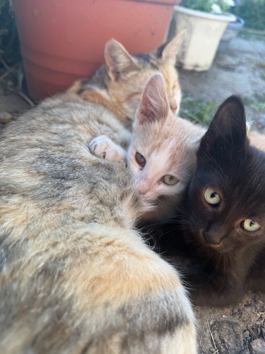 Маленькие котята