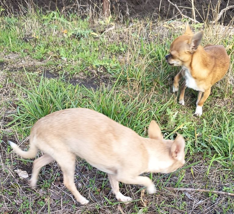 Маленькая охрана