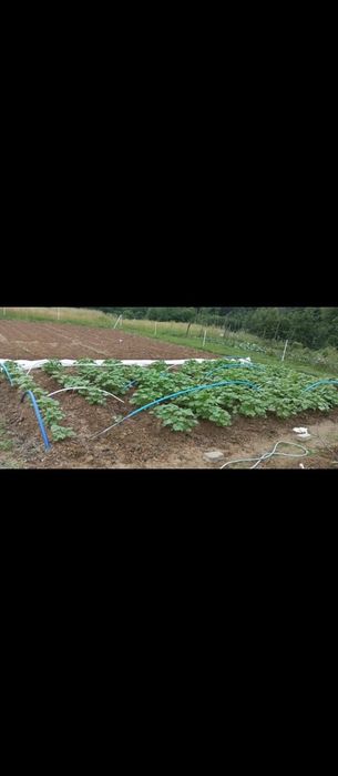 Nasiona kolekcjonerskie ogórka gruzińskiego