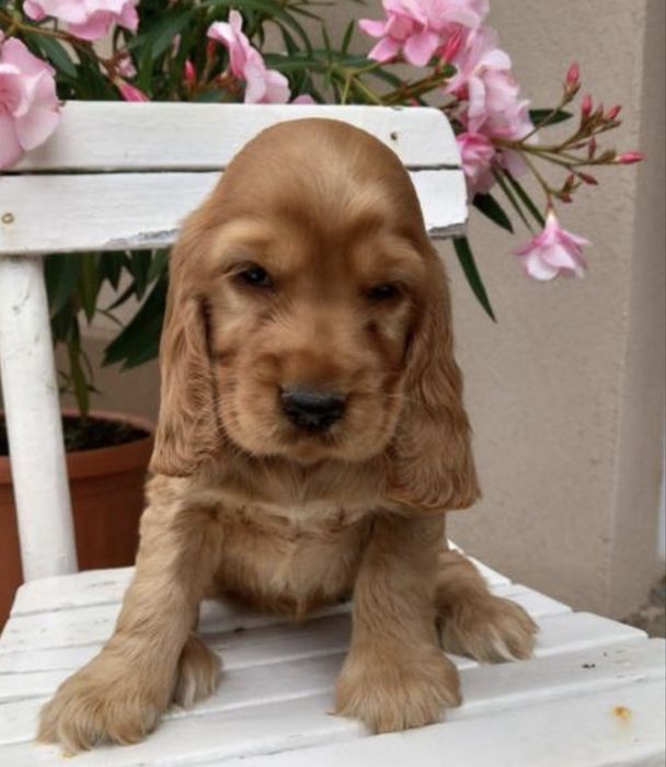 Cocker dourada macho meses