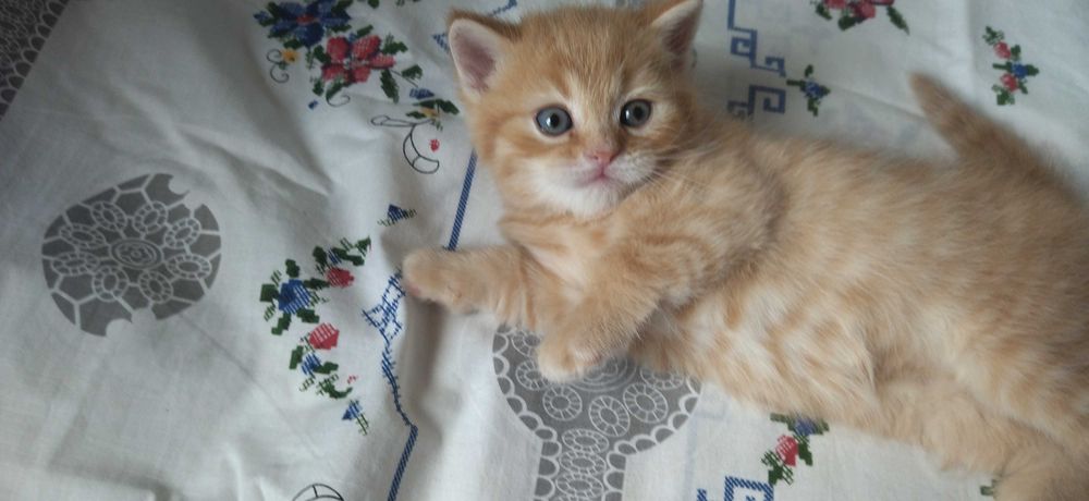 Шотландський рудий прямовухий котик, кіт, кошеня