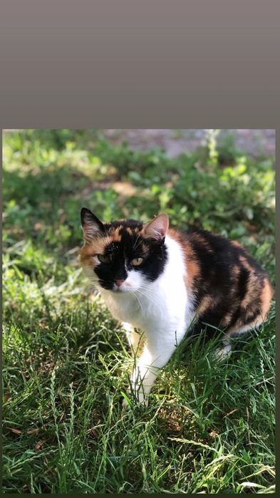 Отдам кошку трехцветку, стерилизована,  5 лет