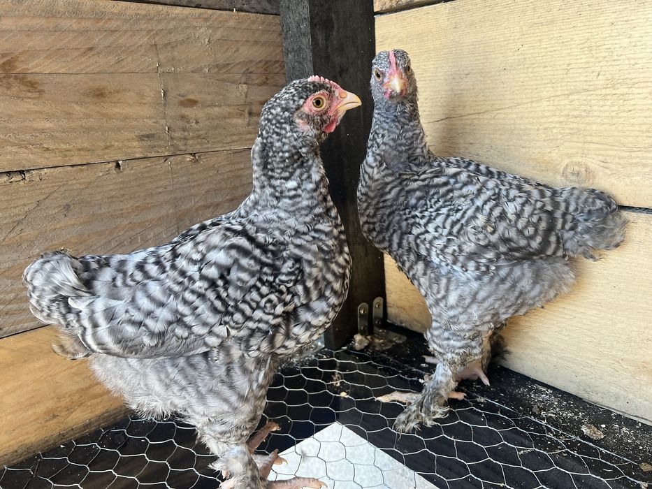 Casal galinhas Brahma Barrado