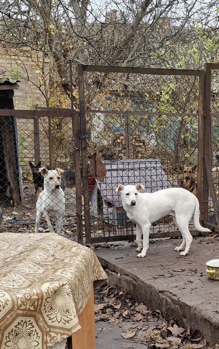 Шукає дім хлопчик 1 рік  Лорд