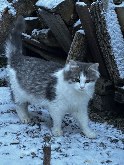 Кошенята, котики, кіт