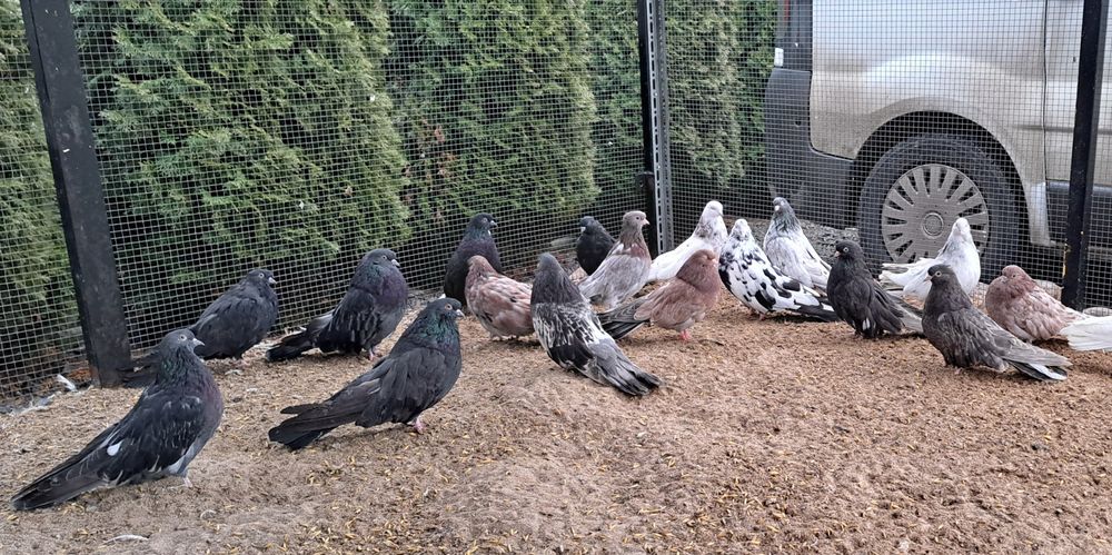 Orliki mikolajewskie nikolajewskie tarczowe