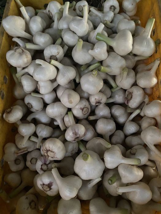 Продам молодий часник