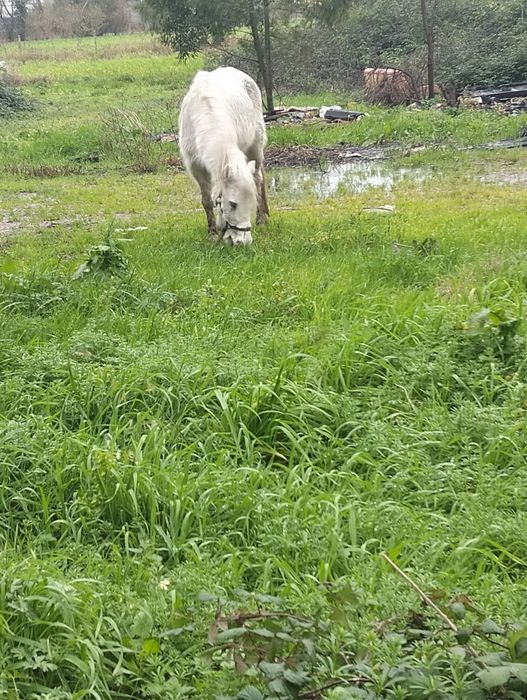 Vendo pônei ou troco