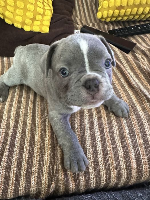 Buldogue Francês macho