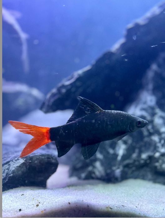 Labeo grubowarg dwubarwny