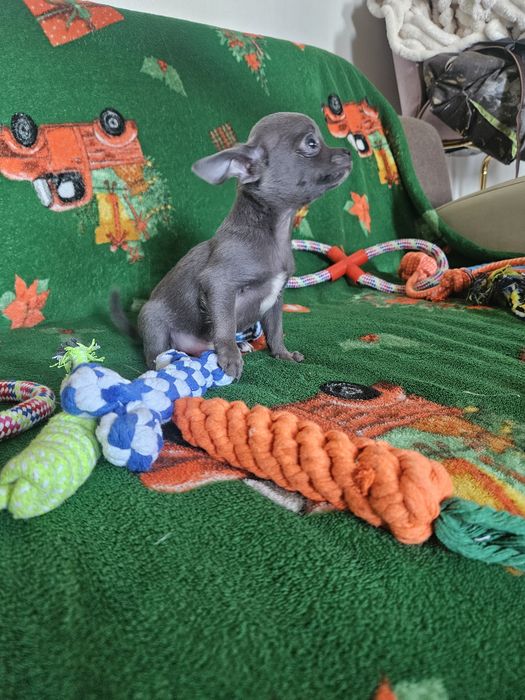 Chihuahua śliczny niebieski piesek