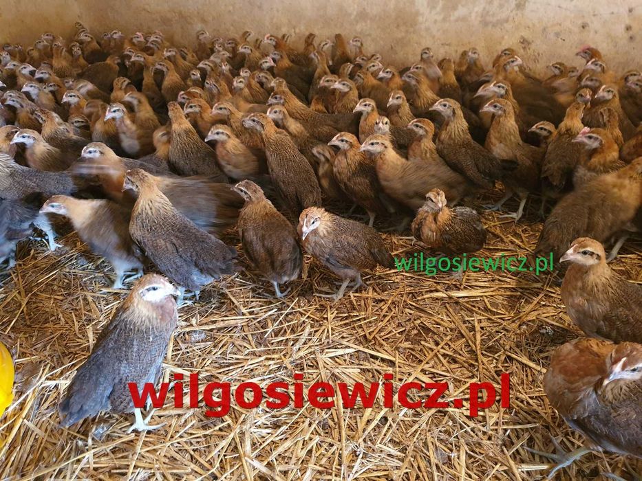 Kurki kokoszki nioski Zielononóżki odchowane zapisy dostawa Gratis