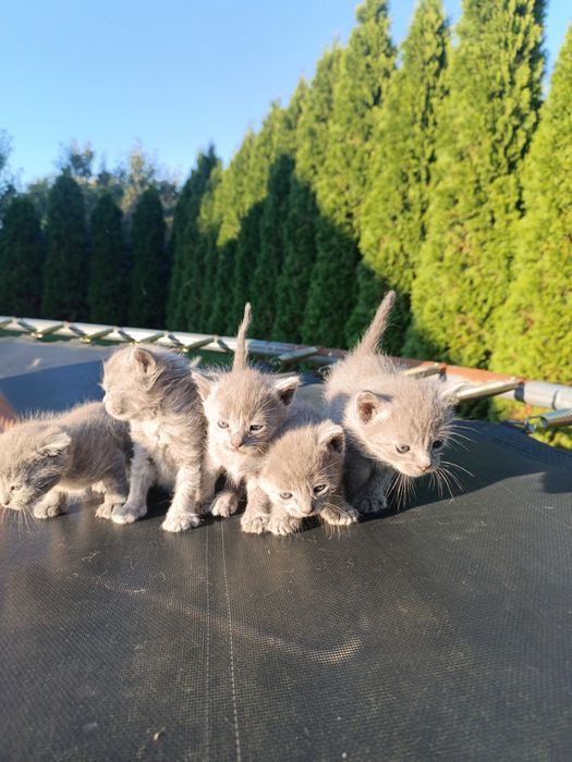 Продам чистокровних кошенят британців