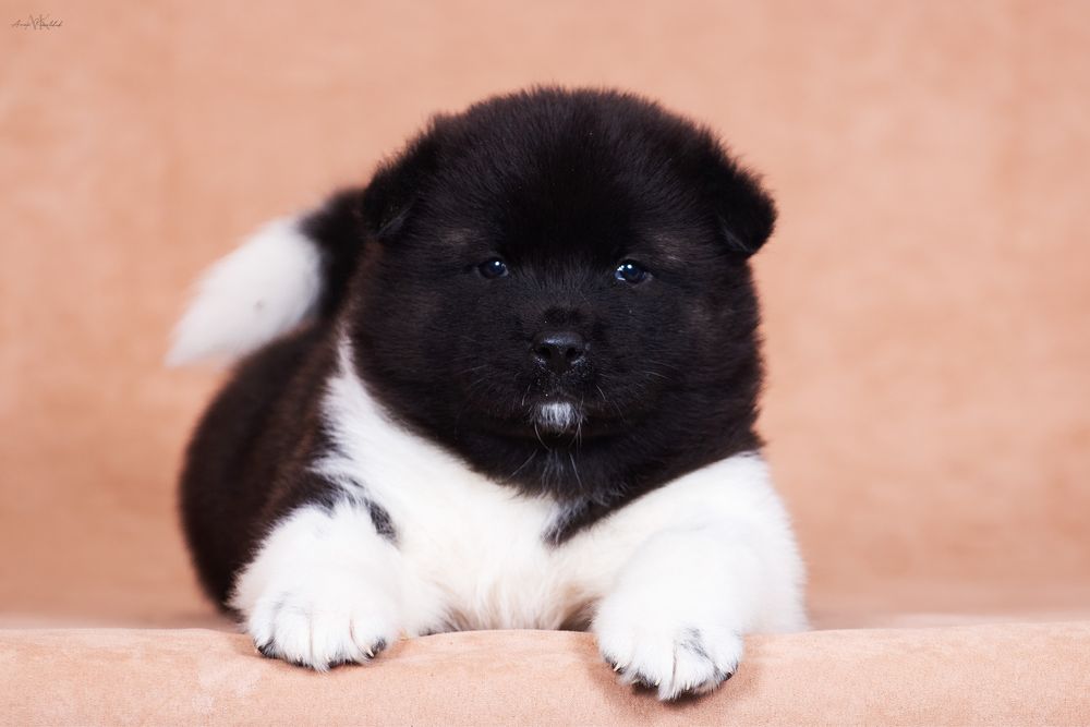 Американська акіта / американская акита/ american akita