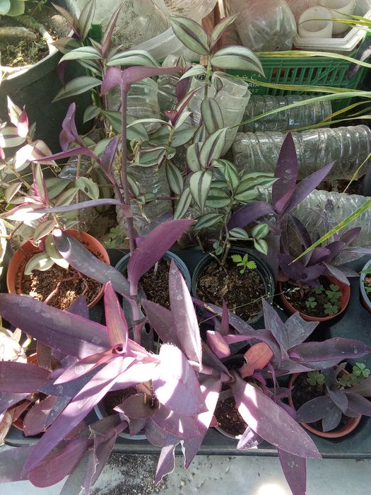 Tradescantias variadas