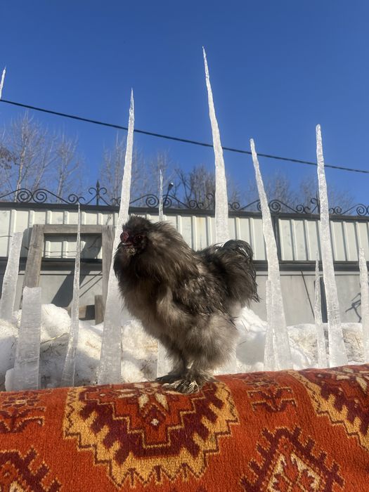 Китайські шовкові(silkie)/півники