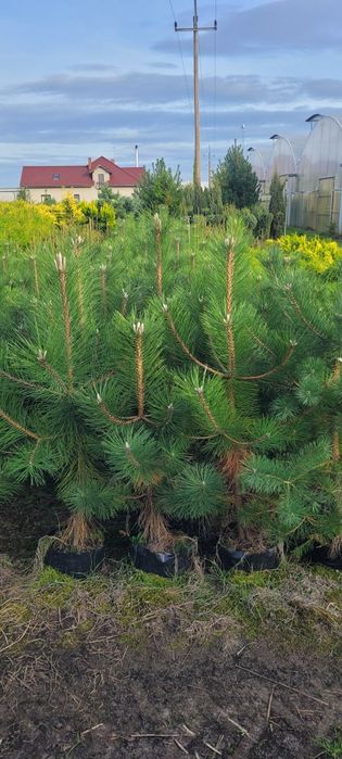 Sosna żółta 100-500 cm  Pinus Nigra austriacka czarna