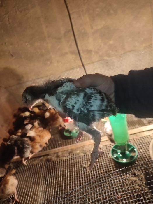 Продам курчат разный породы