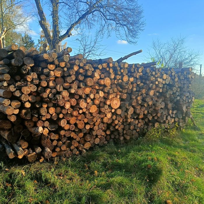 Drewno, sosna, brzoza, nie gałęziówka