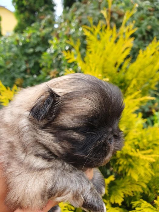 Королівські пекінеси
