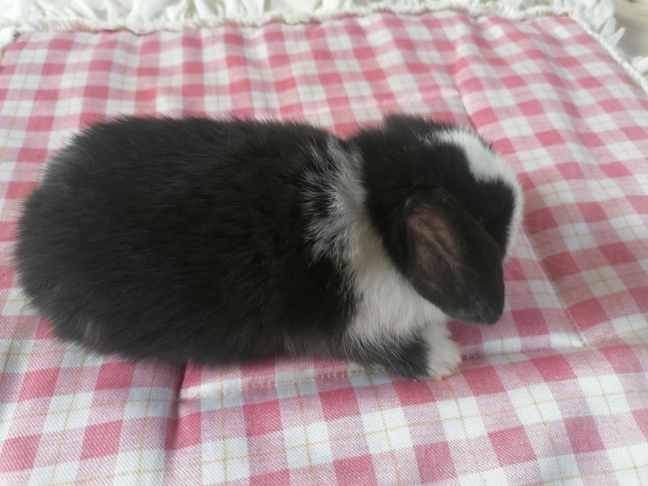 Coelhinhos anões mini lop (orelhudos)