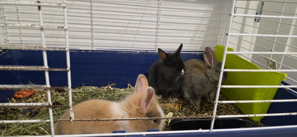 Króliki miniaturki – 3 młode, zdrowe, oswojone