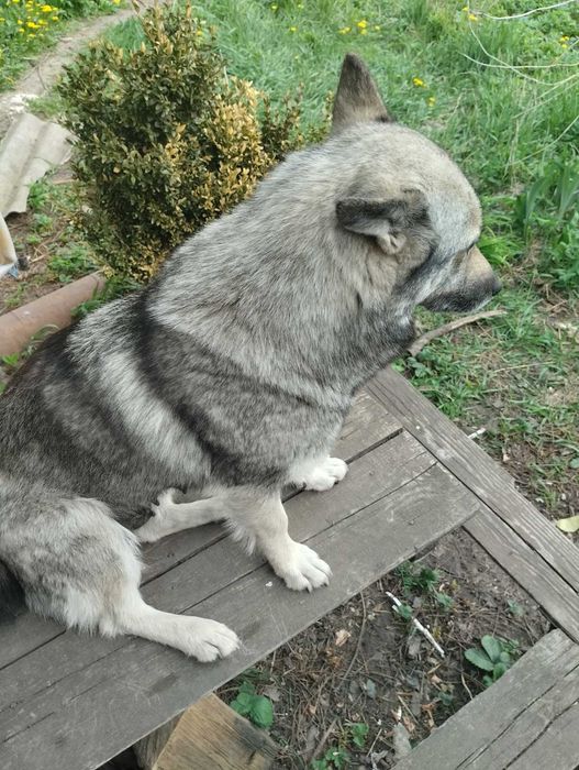 Віддам цуценя в добрі руки