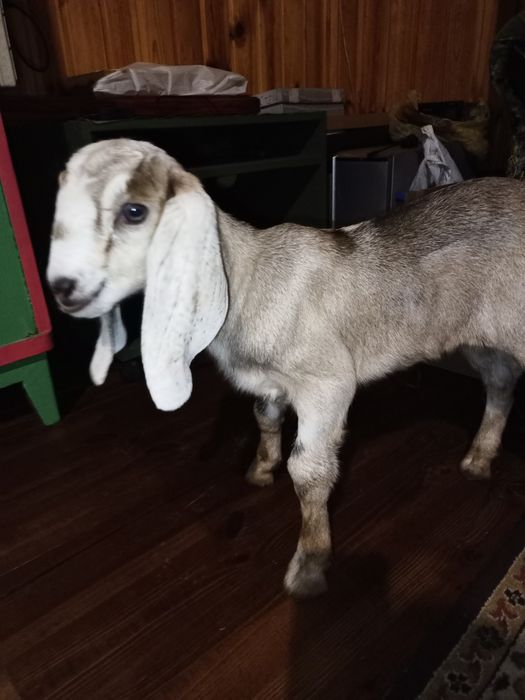 Коза нубо каморі 40 %