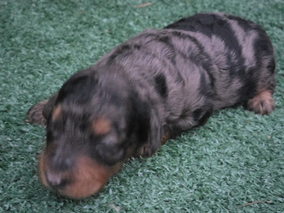 Suczka pudel miniaturowy merle tricolor  z rodowodem