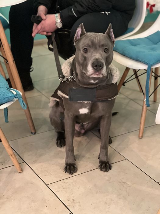 Вязка стаф кобель