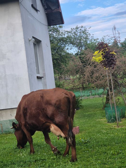 Krowa mleczna.